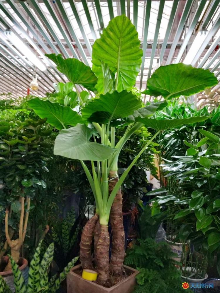 滴水觀音-最適合家庭養(yǎng)殖的綠植花卉排行榜