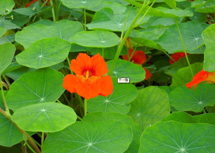 金蓮花(旱金蓮)-最適合家庭養(yǎng)殖的綠植花卉排行榜