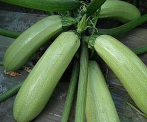 巴彥淖爾特產(chǎn)-中國(guó)各地名優(yōu)土特產(chǎn)品排行榜中榜