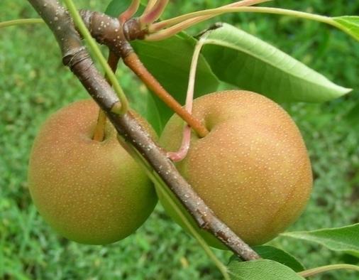 خa(chn)-Ї(yu)خa(chn)Ʒаа