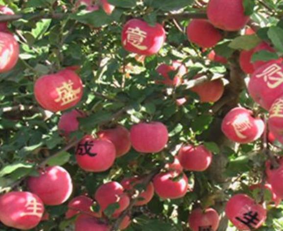 平?jīng)鎏禺a(chǎn)-中國(guó)各地名優(yōu)土特產(chǎn)品排行榜中榜