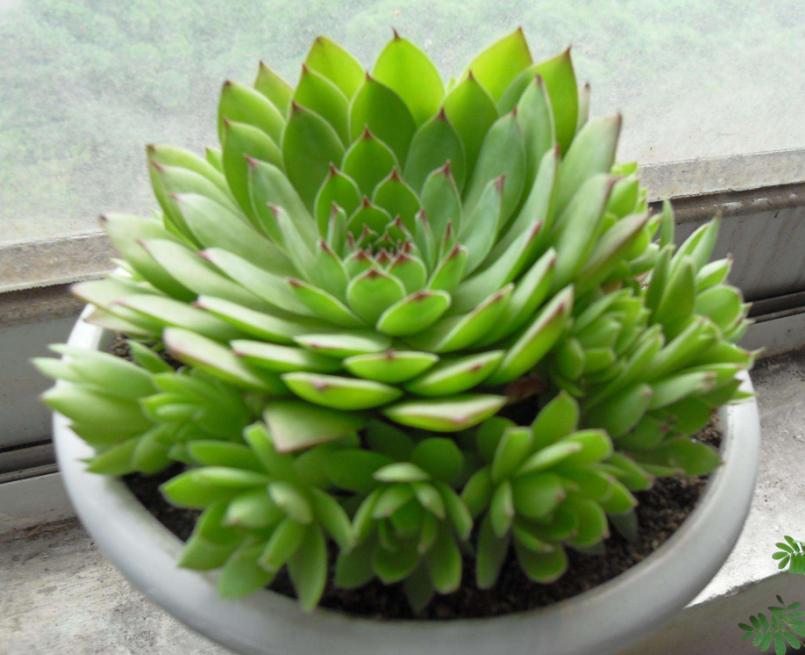 觀音蓮-最適合家庭養(yǎng)殖的綠植花卉排行榜