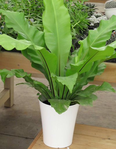 鳥巢蕨-最適合家庭養(yǎng)殖的綠植花卉排行榜