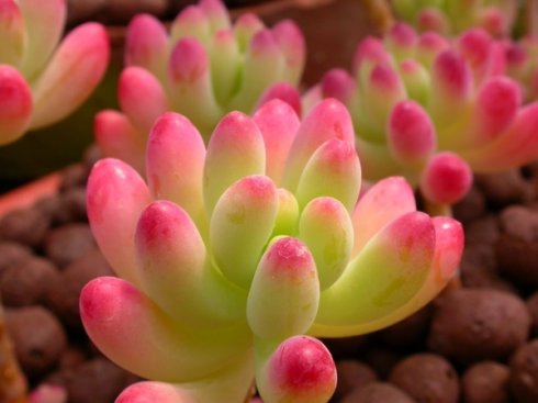 虹之玉錦-最適合家庭養(yǎng)殖的綠植花卉排行榜