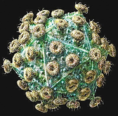 HIV-ΣUĲаа